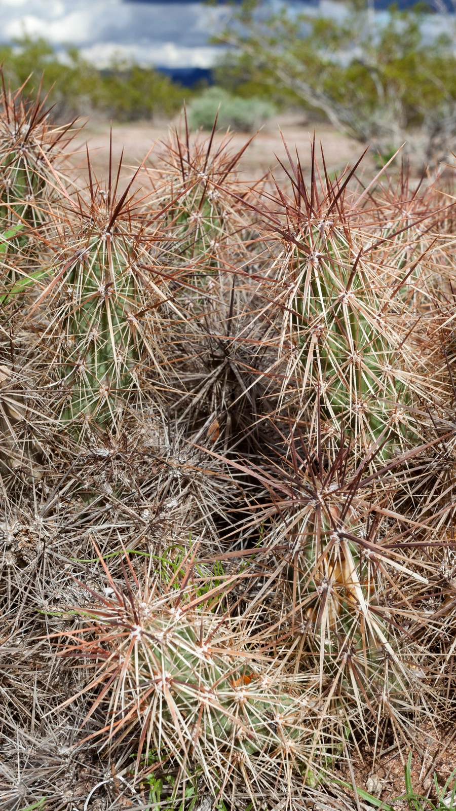 Grusonia kunzei