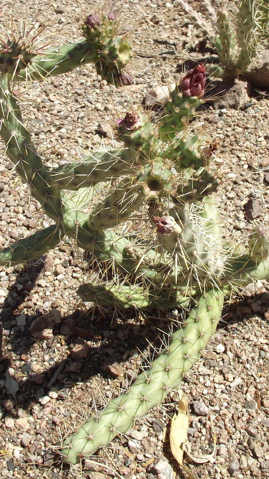 Grusonia marenae