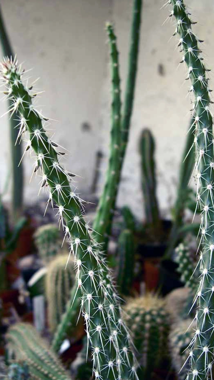 Grusonia marenae