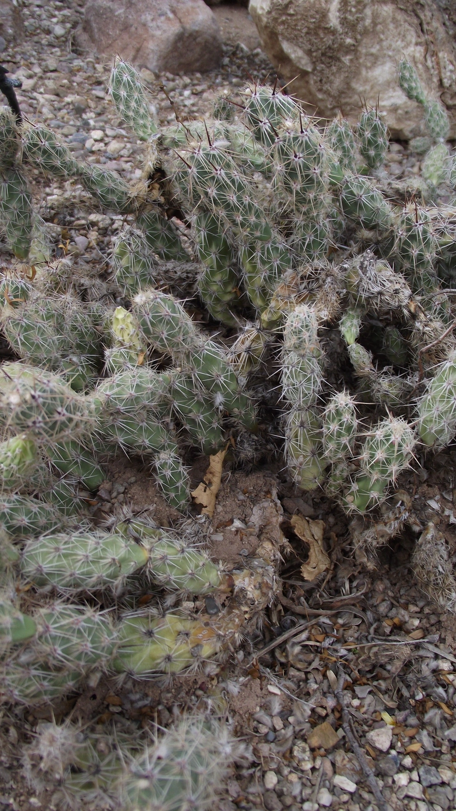 Grusonia moelleri