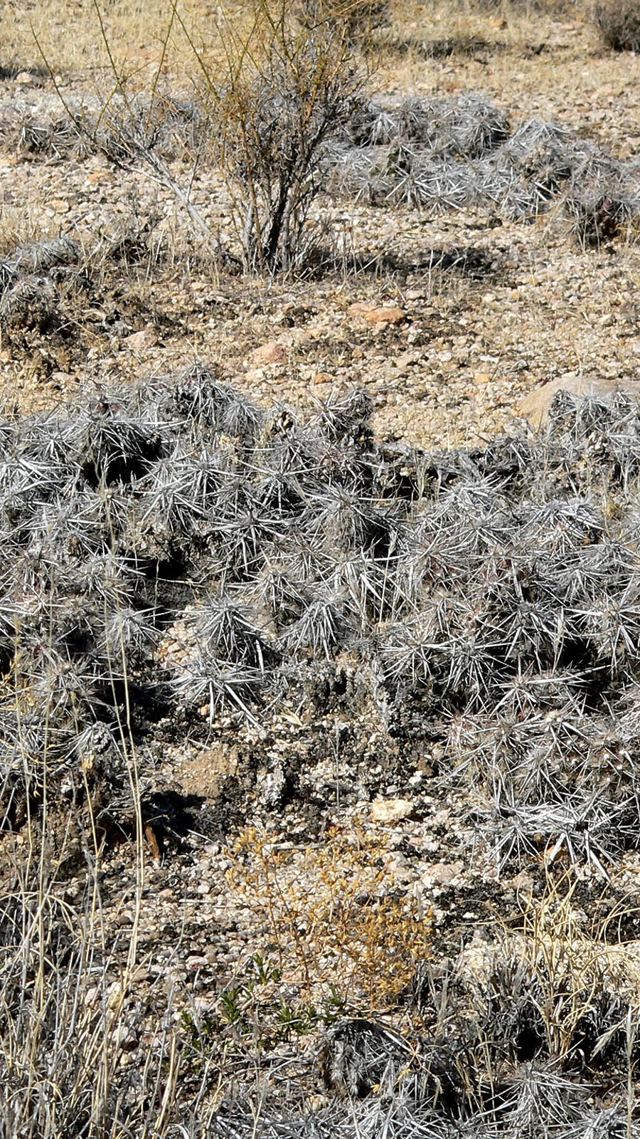 Grusonia parishiorum