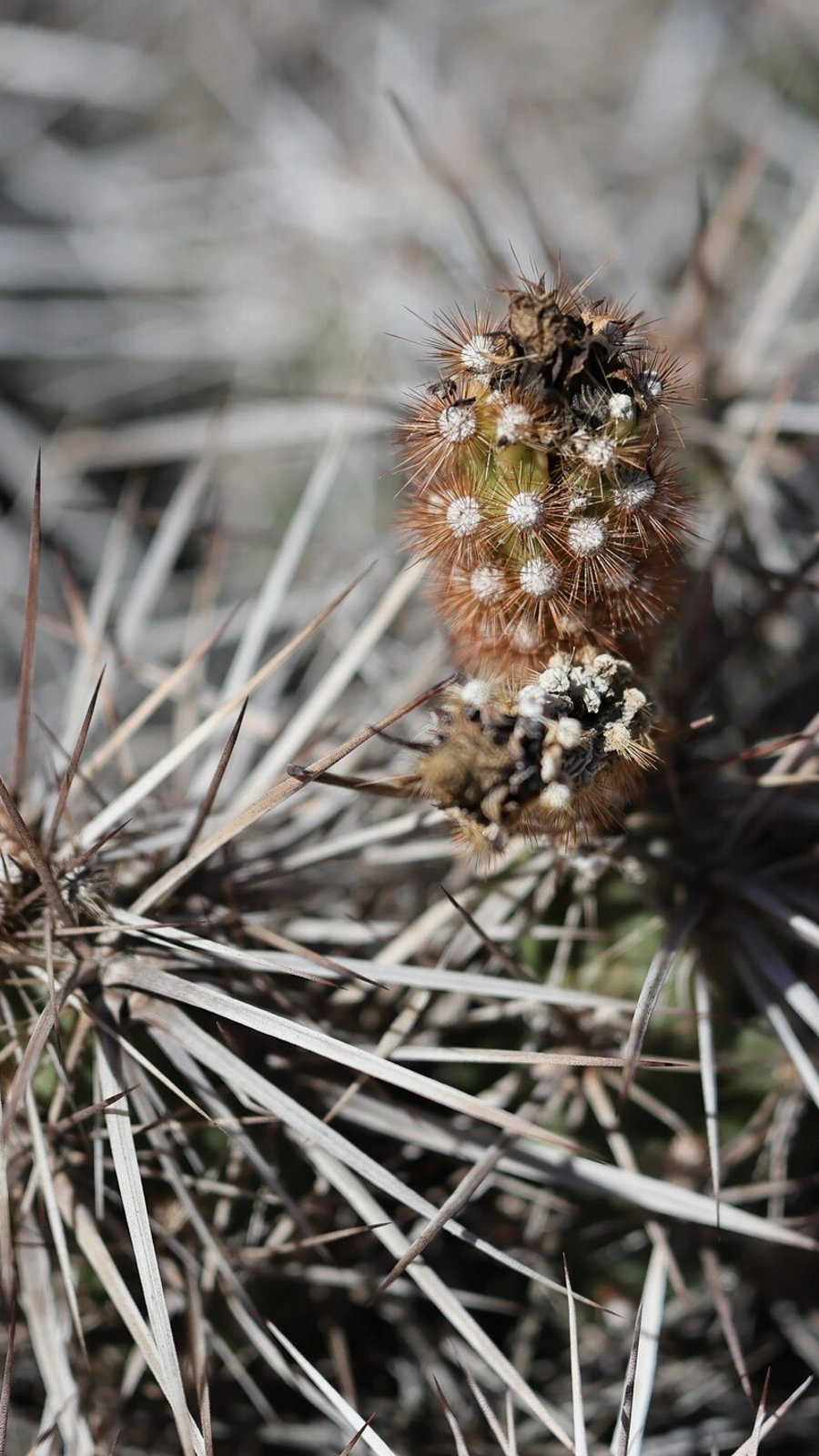 Grusonia parishiorum