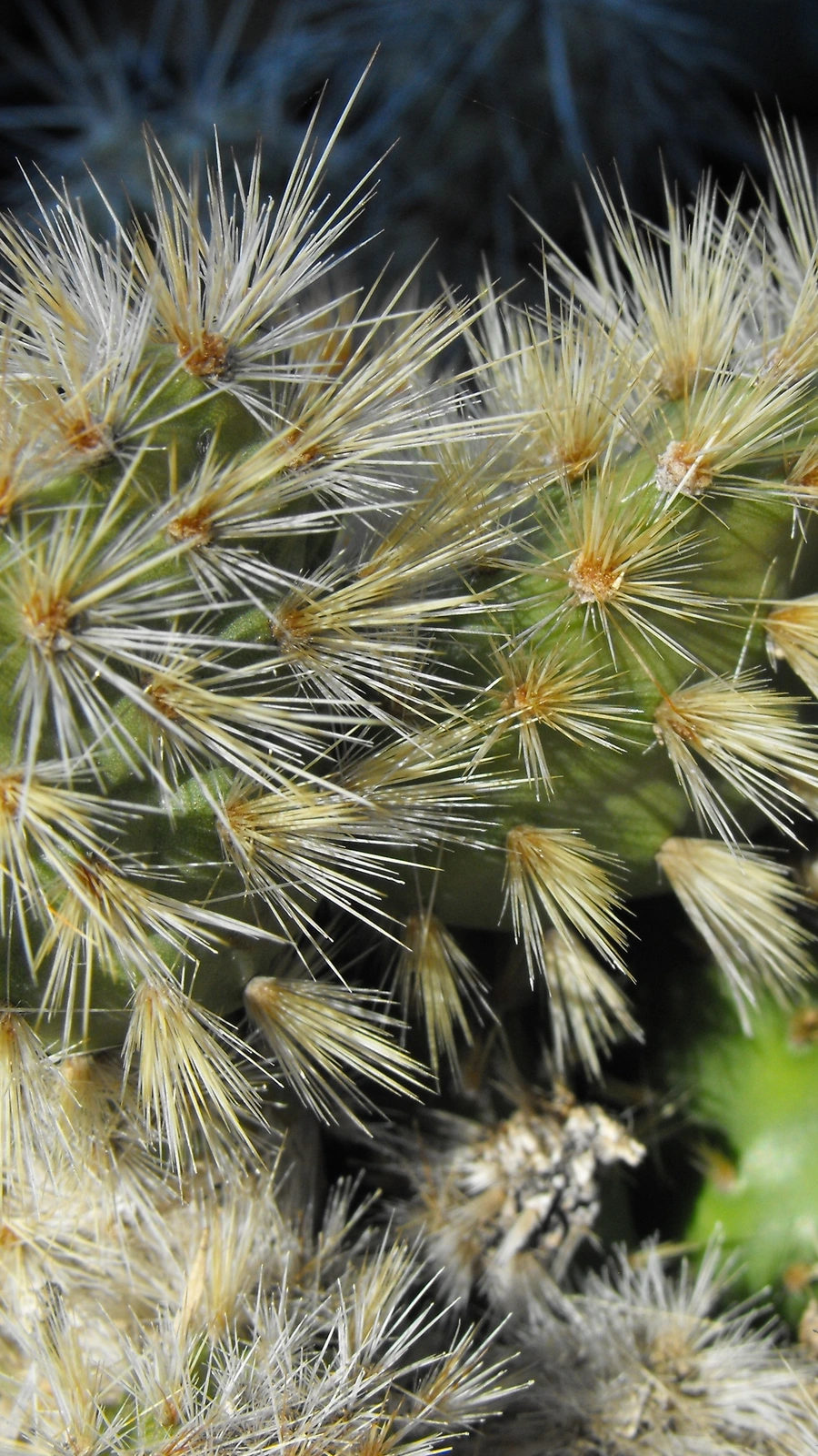 Grusonia schottii