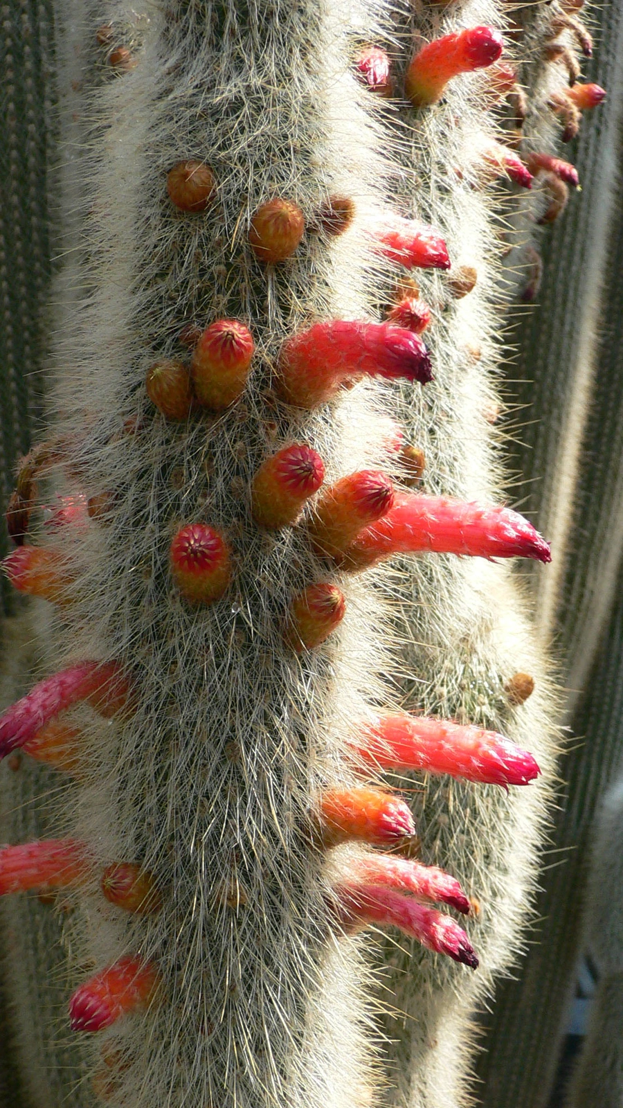 Cleistocactus strausii