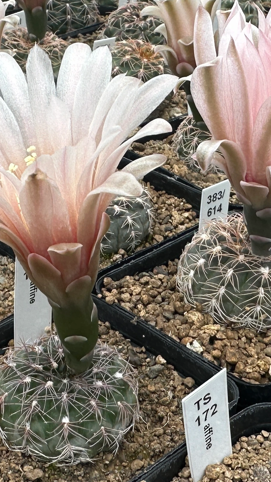 Gymnocalycium affine