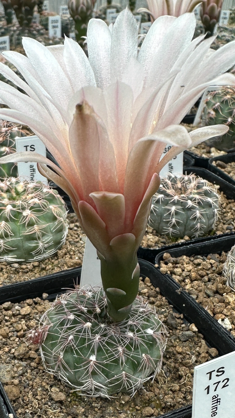 Gymnocalycium affine