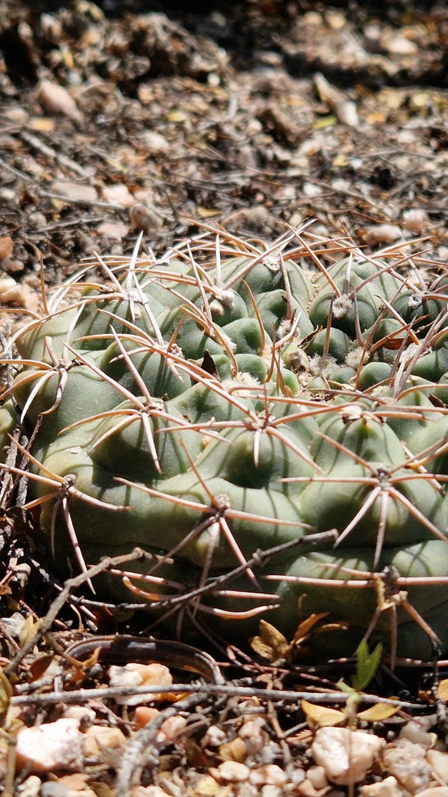Gymnocalycium alboareolatum