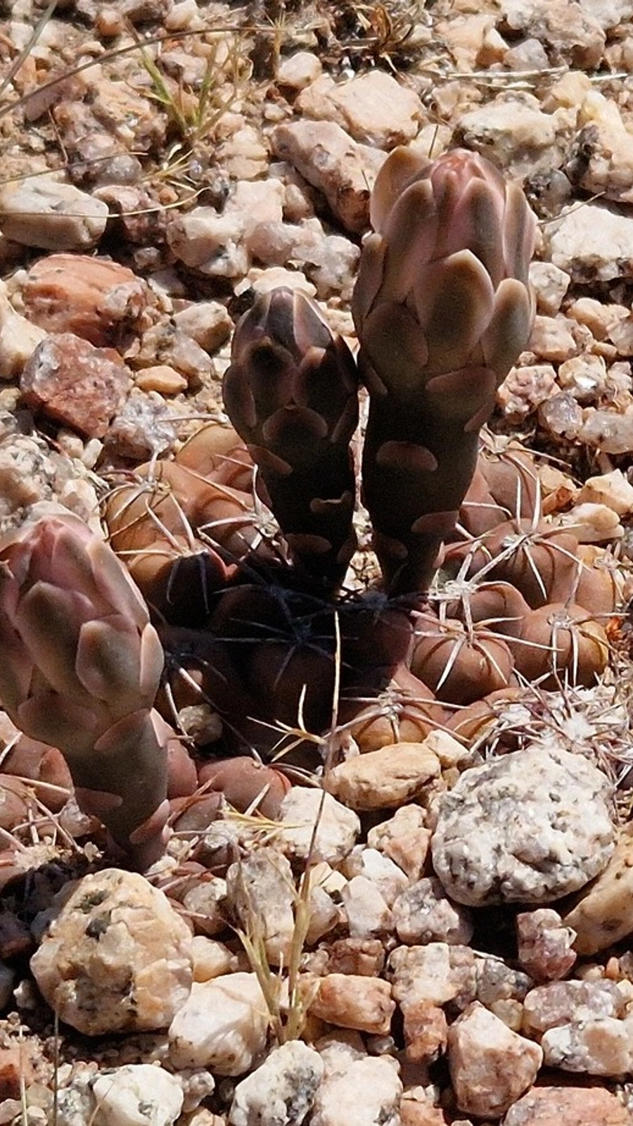 Gymnocalycium alboareolatum