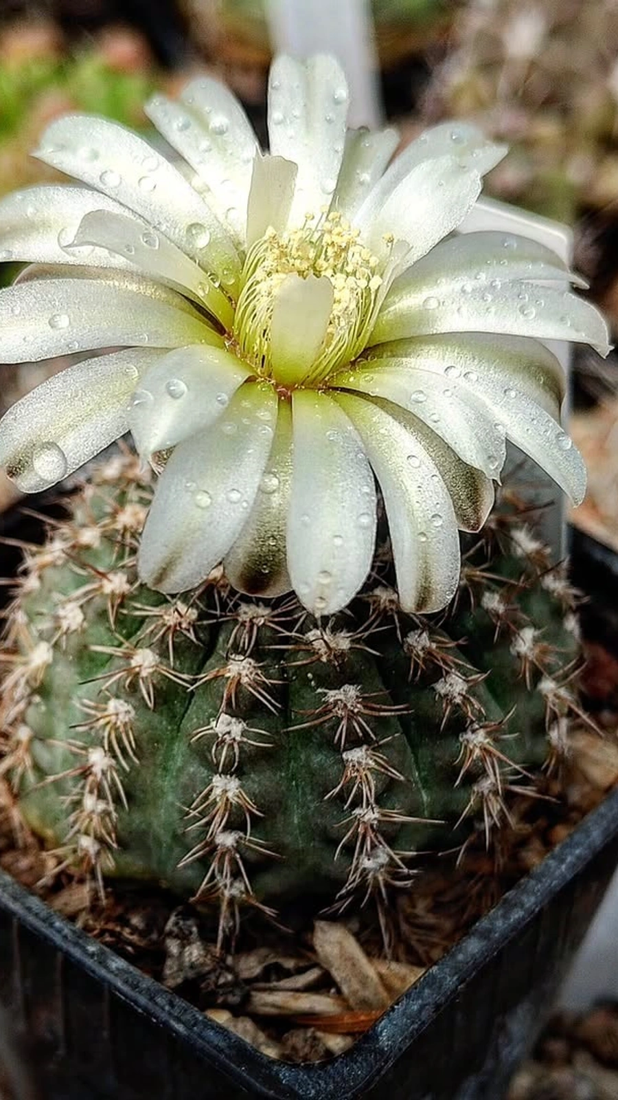 Gymnocalycium alenae
