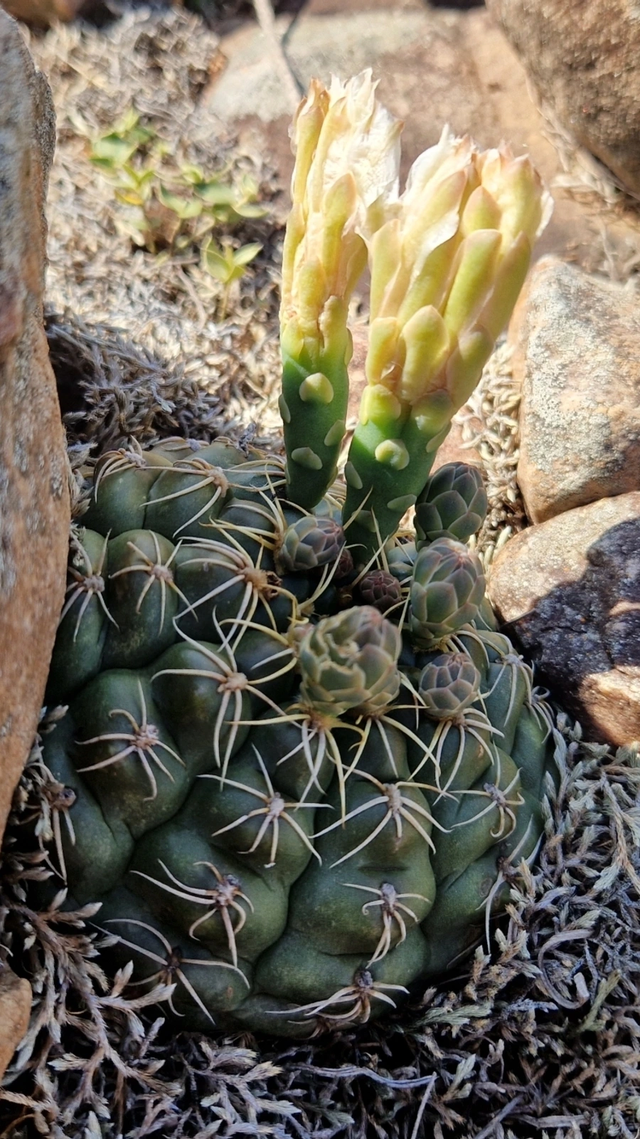 Gymnocalycium angelae