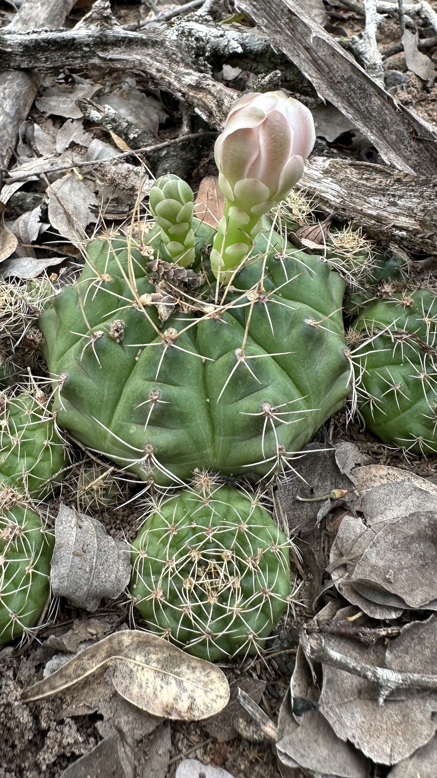 Gymnocalycium anisitsii
