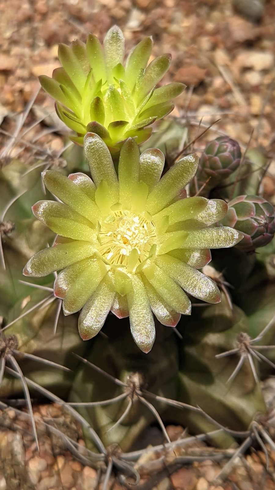 Gymnocalycium arzbergeri