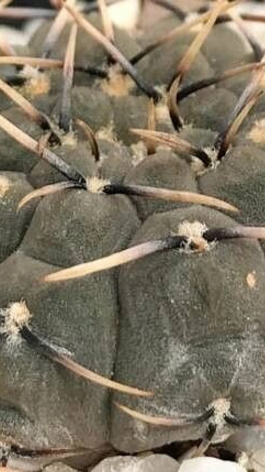 Gymnocalycium basiatrum