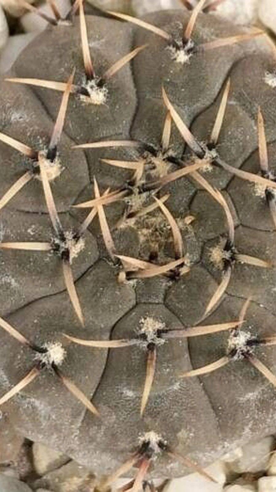 Gymnocalycium basiatrum