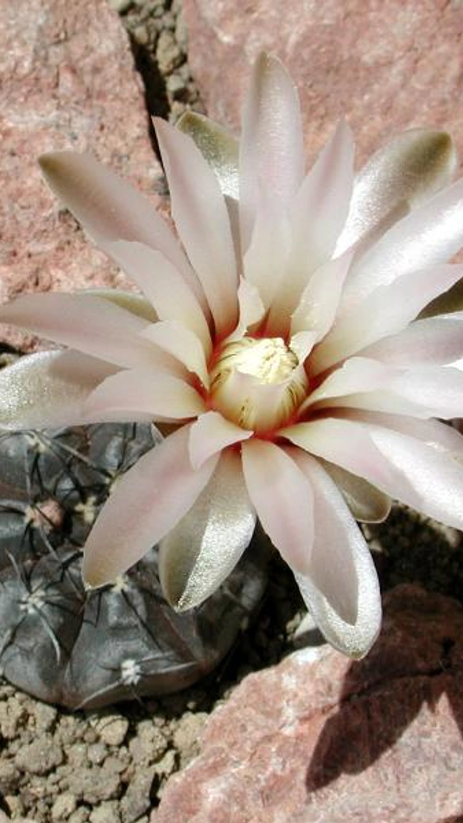 Gymnocalycium berchtii