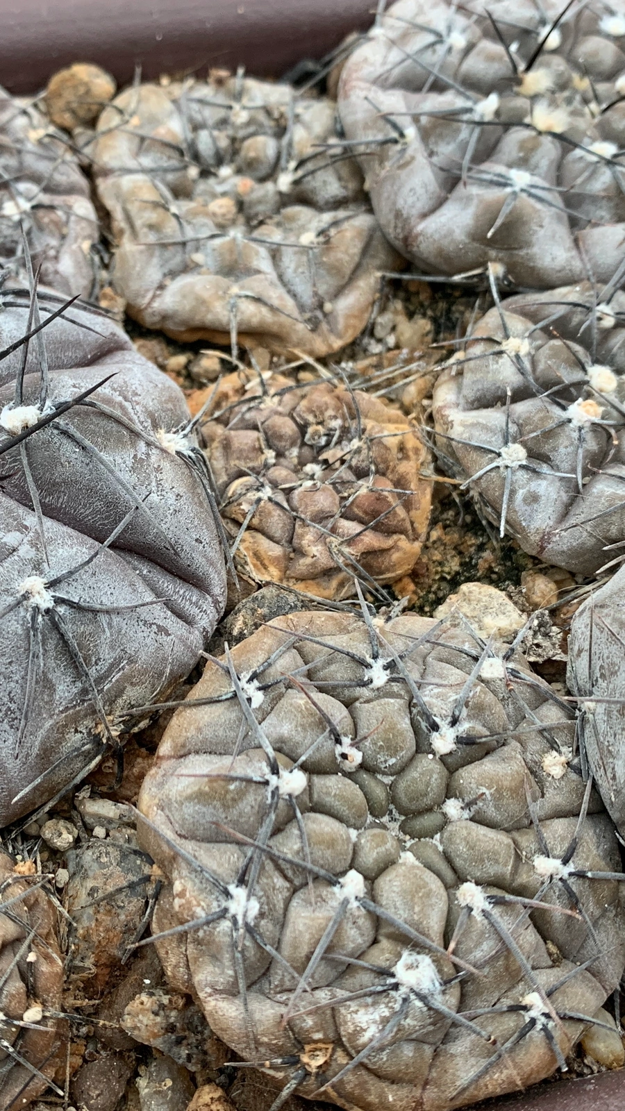 Gymnocalycium berchtii