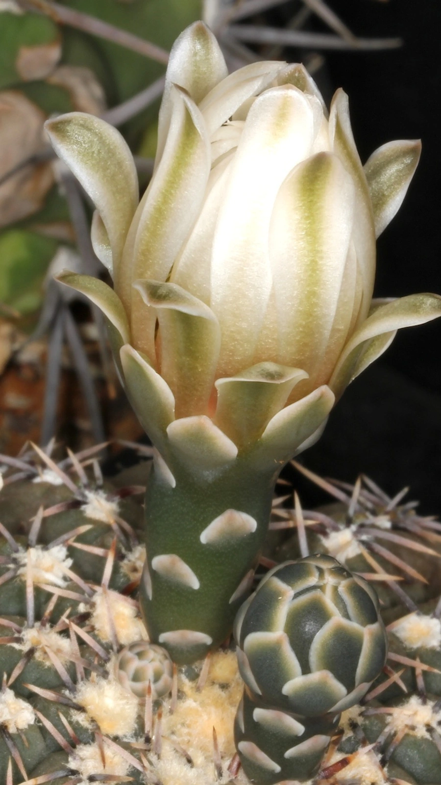 Gymnocalycium bodenbenderianum