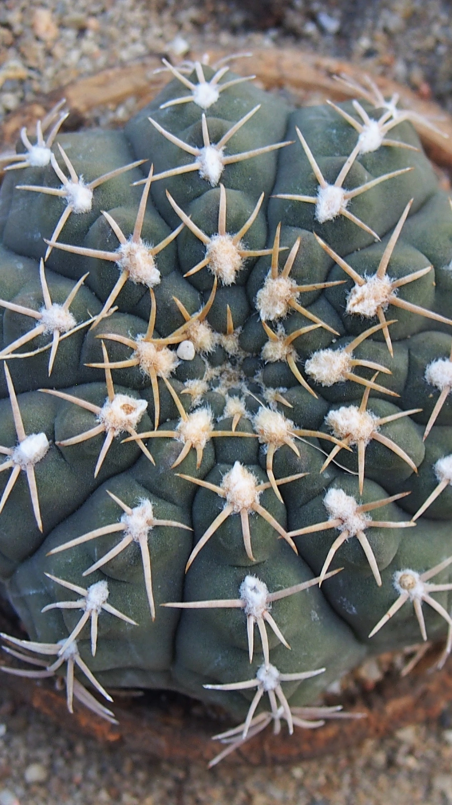Gymnocalycium bodenbenderianum