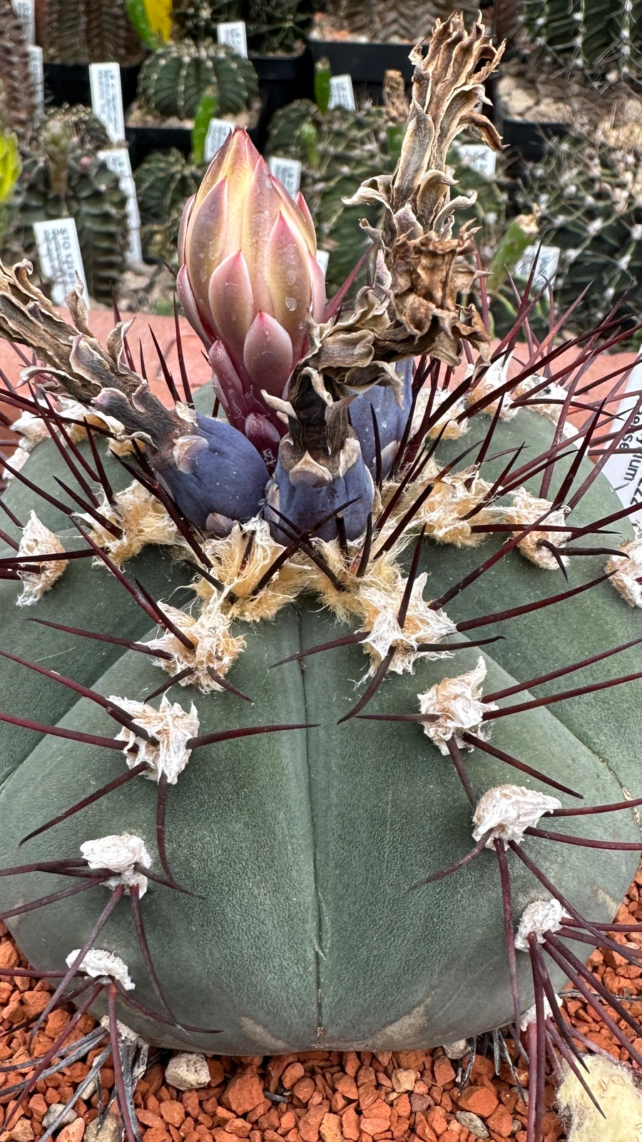 Gymnocalycium cabreraense