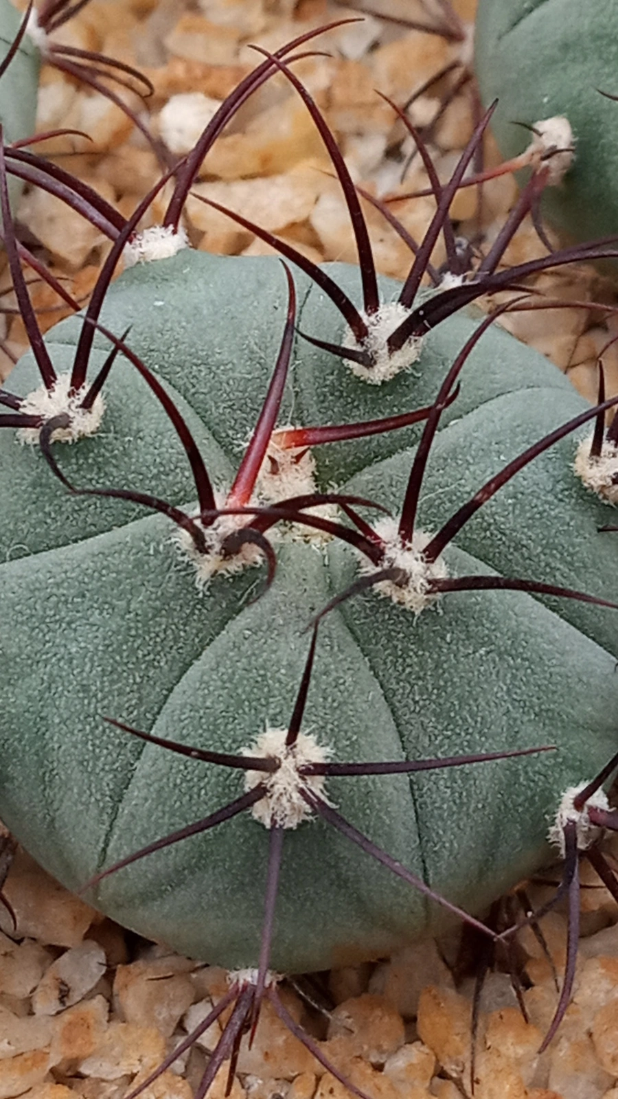 Gymnocalycium cabreraense