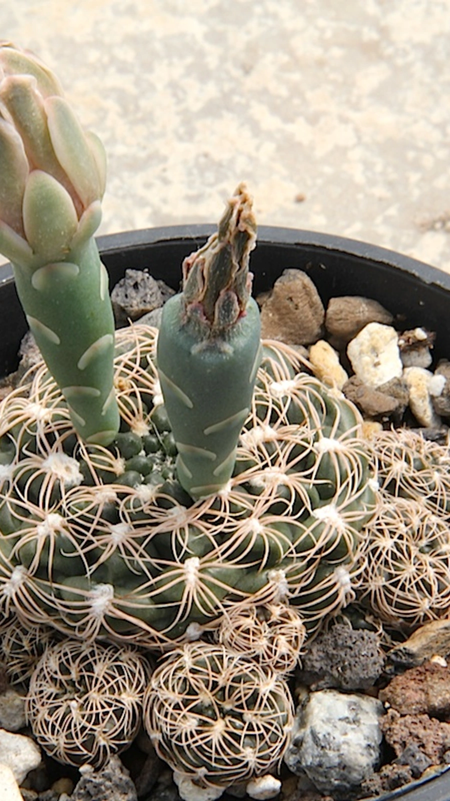 Gymnocalycium calochlorum