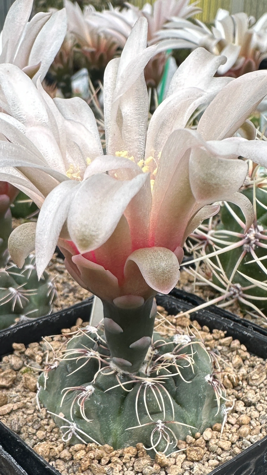 Gymnocalycium campestre