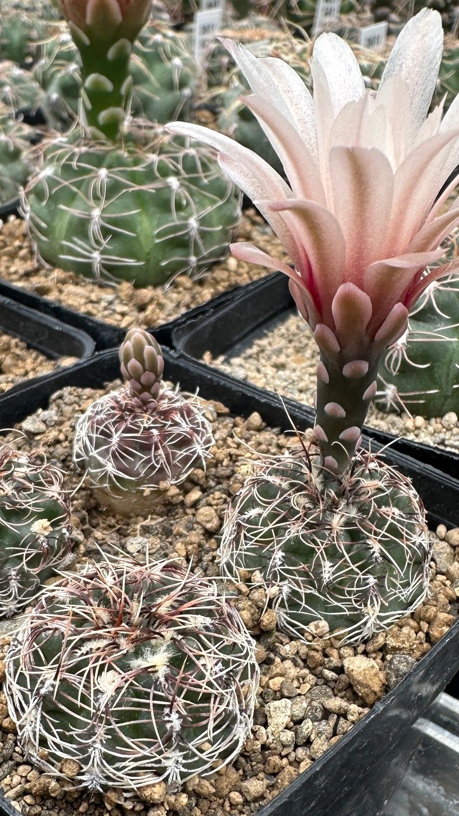 Gymnocalycium campestre