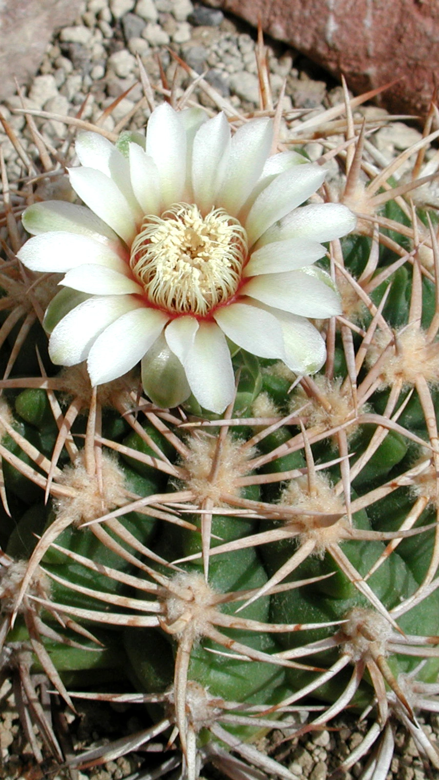 Gymnocalycium castellanosii