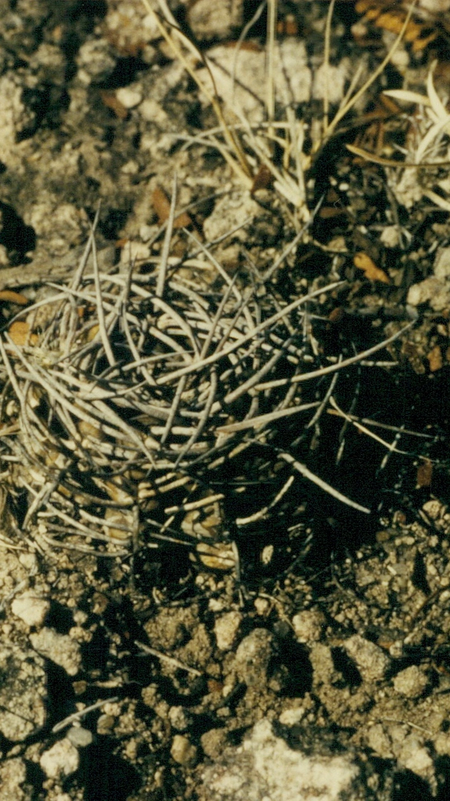 Gymnocalycium castellanosii