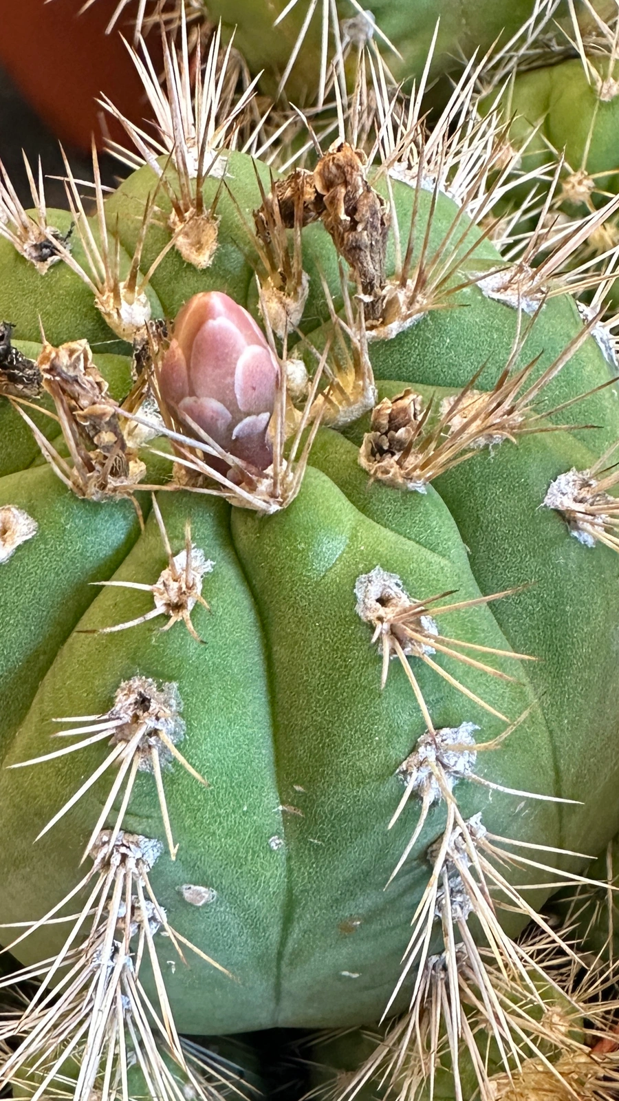 Gymnocalycium chacoense