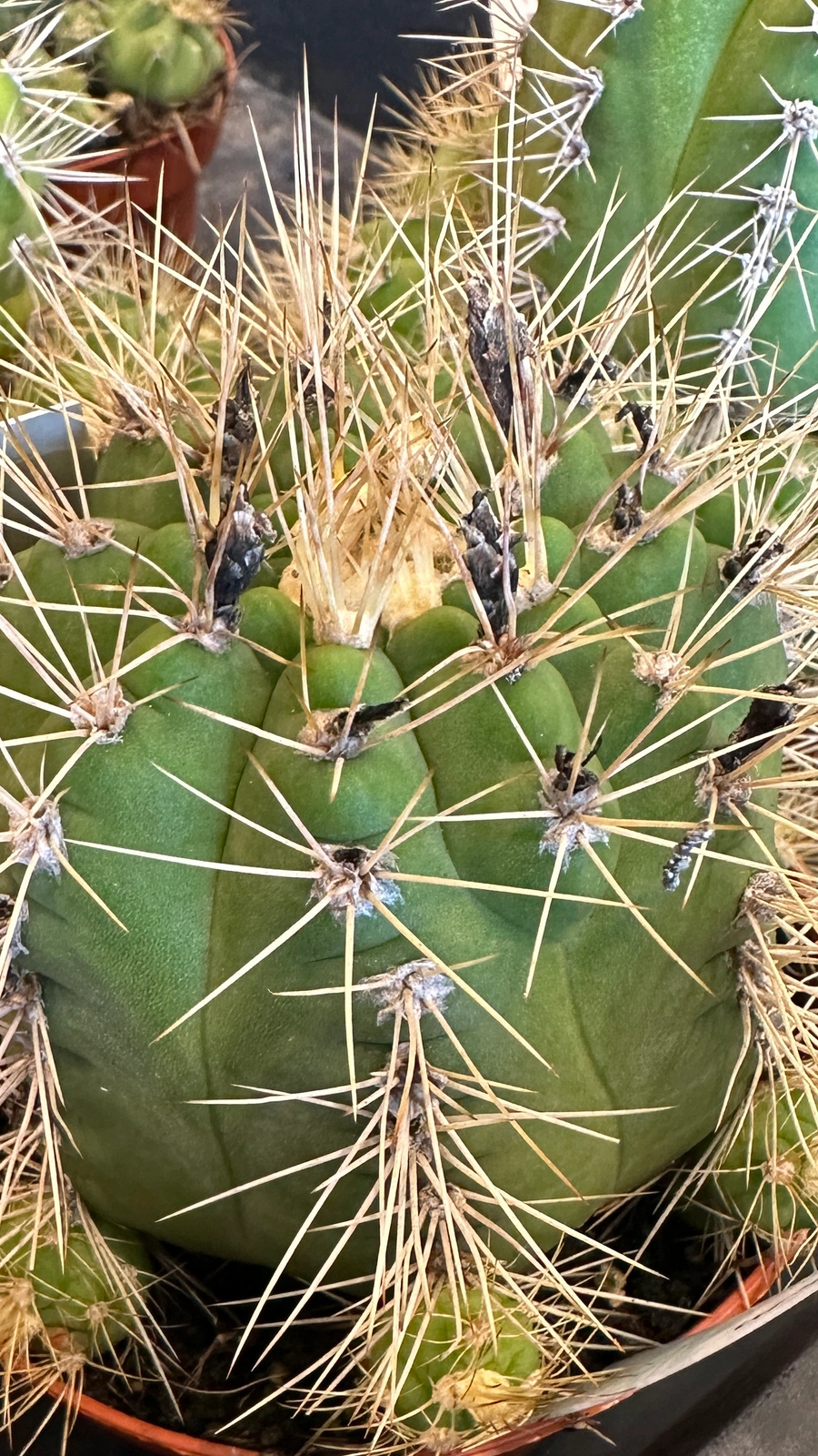 Gymnocalycium chacoense