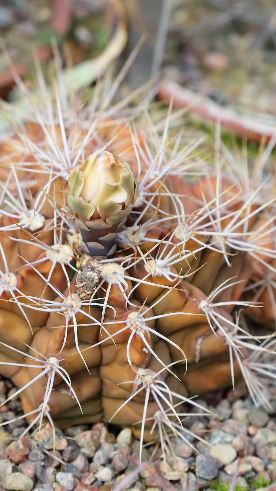 Gymnocalycium chiquitanum