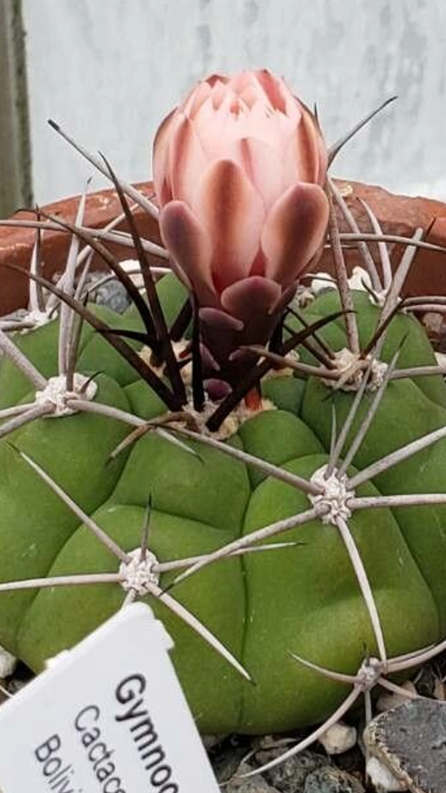 Gymnocalycium chiquitanum