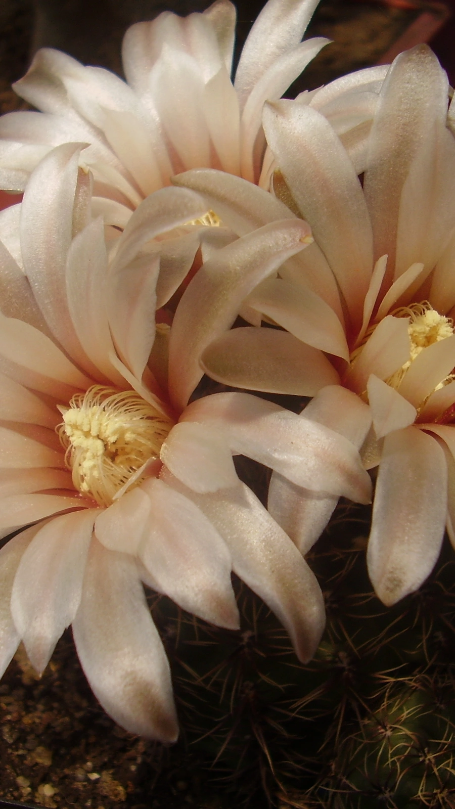 Gymnocalycium erinaceum