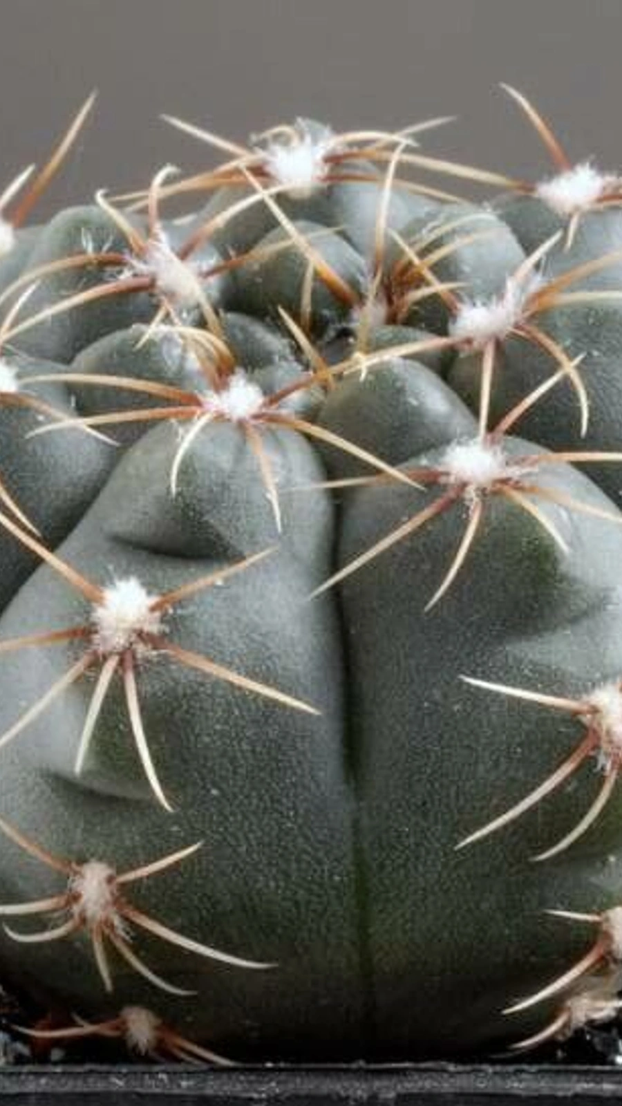 Gymnocalycium erinaceum