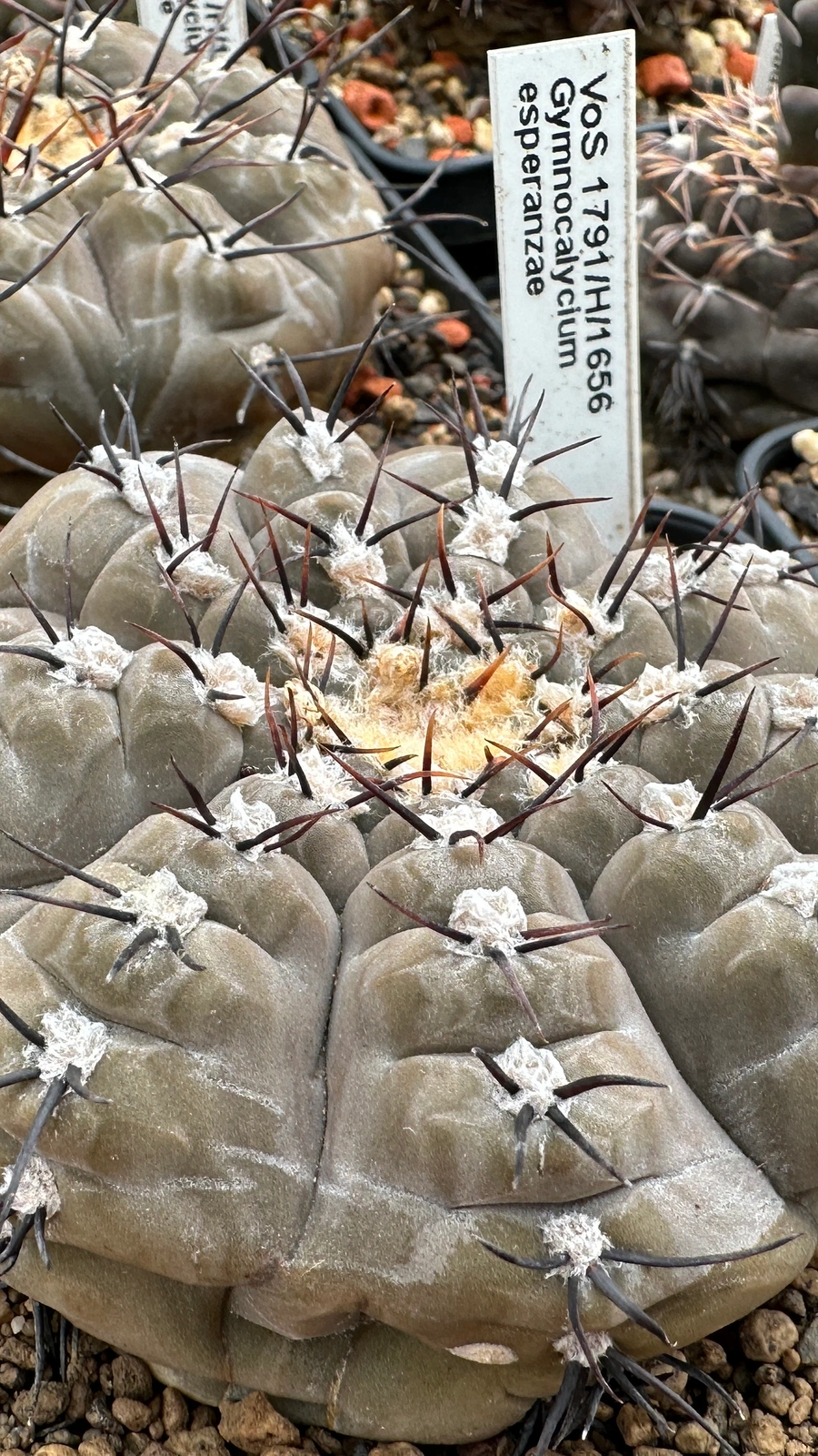 Gymnocalycium esperanzae