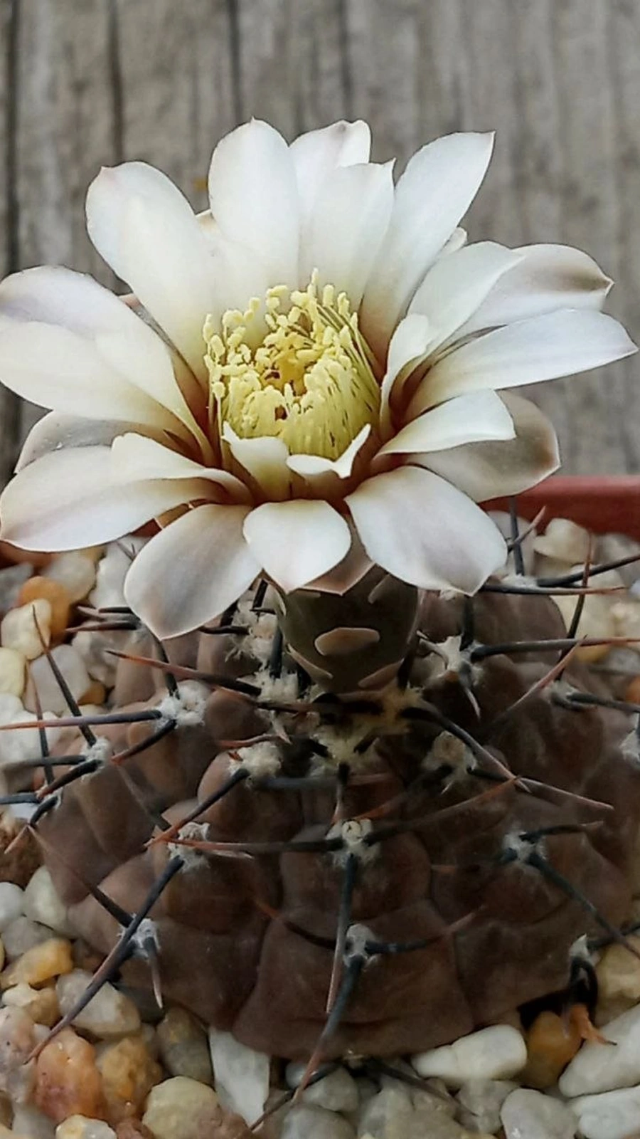 Gymnocalycium esperanzae