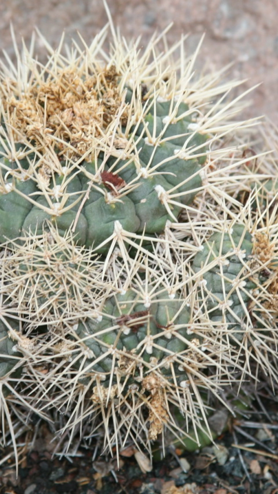 Gymnocalycium eurypleurum