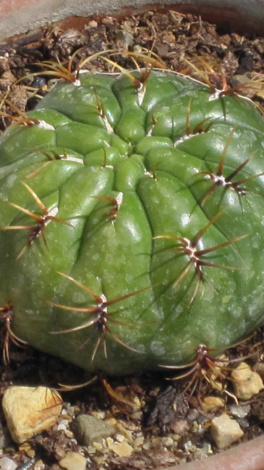 Gymnocalycium eurypleurum