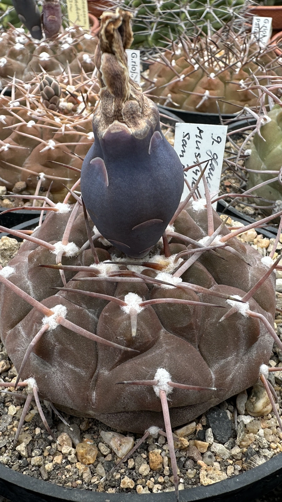 Gymnocalycium glaucum