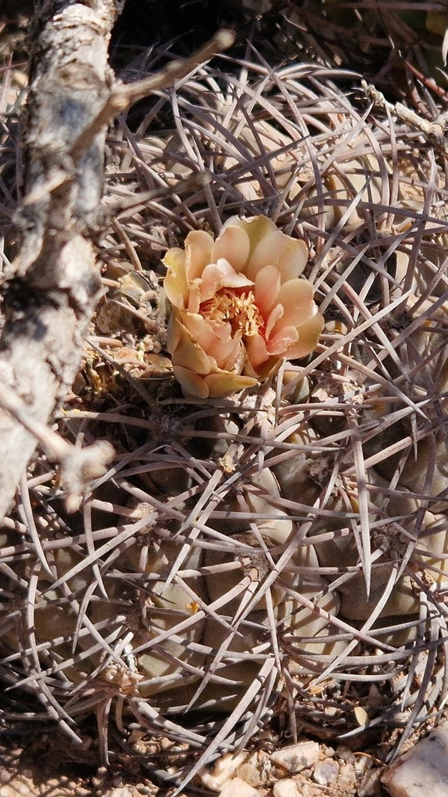 Gymnocalycium glaucum