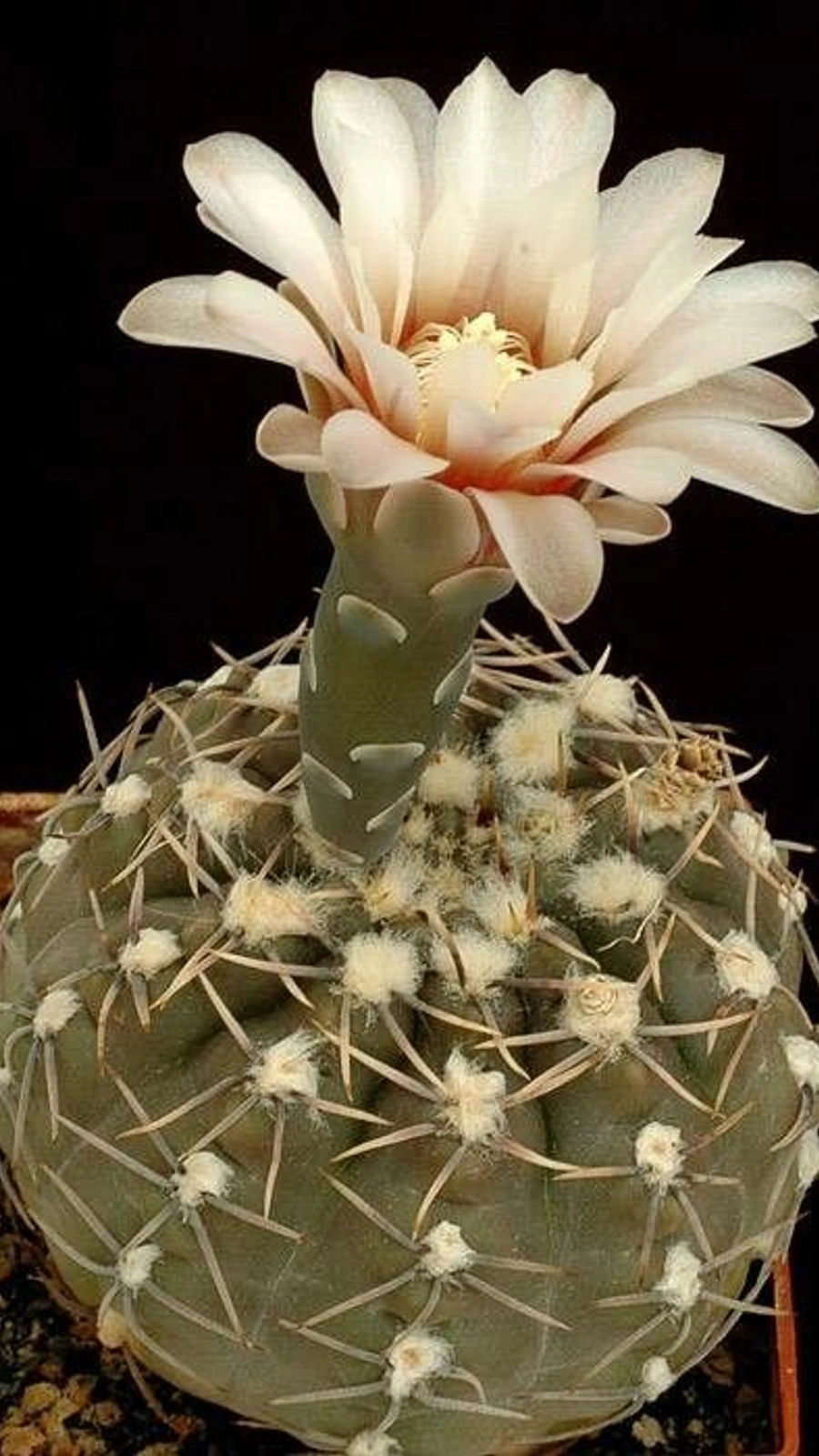 Gymnocalycium kieslingii
