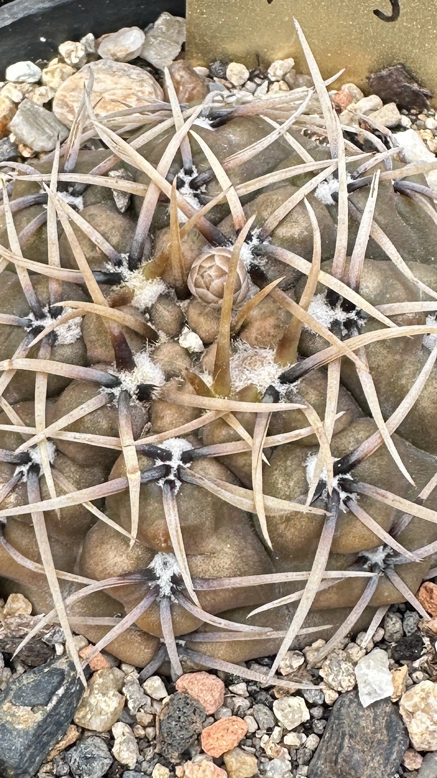 Gymnocalycium kieslingii