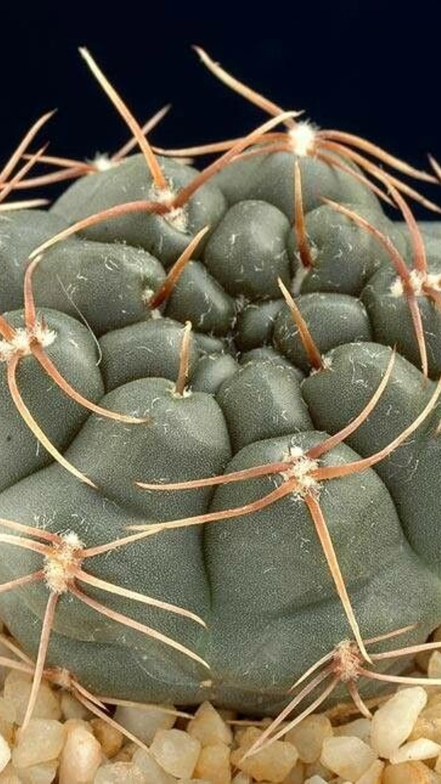 Gymnocalycium kroenleinii