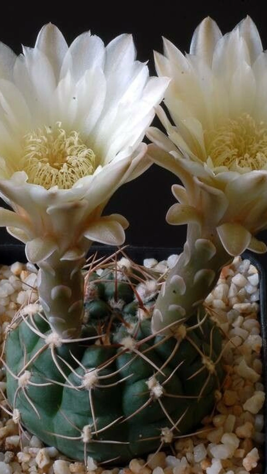 Gymnocalycium kroenleinii