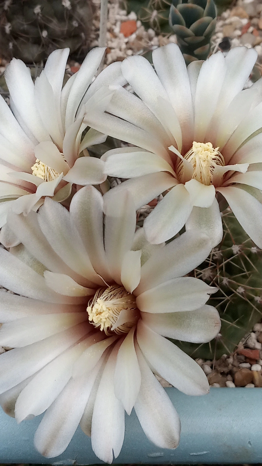 Gymnocalycium kuehhasii