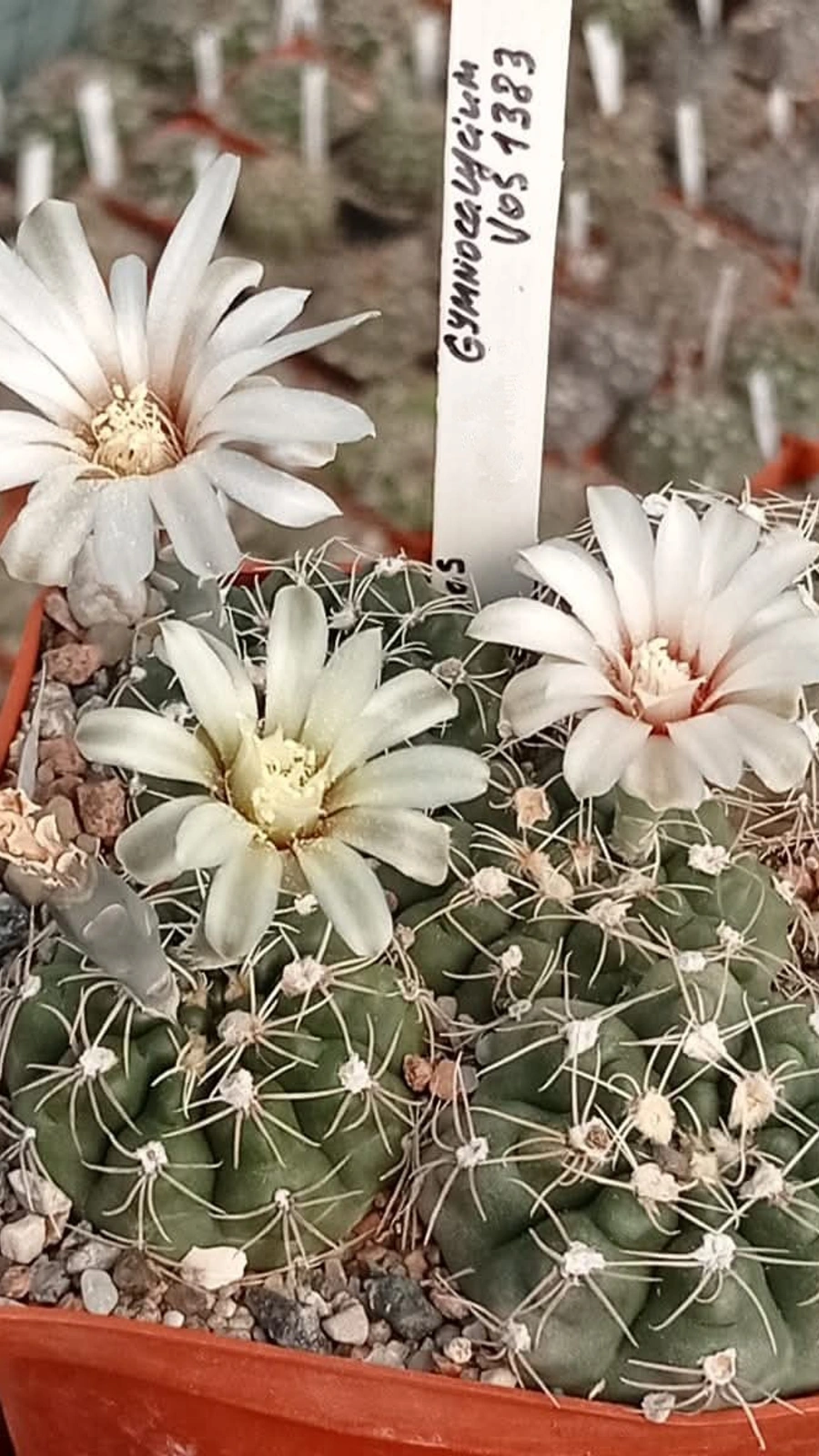 Gymnocalycium kuehhasii