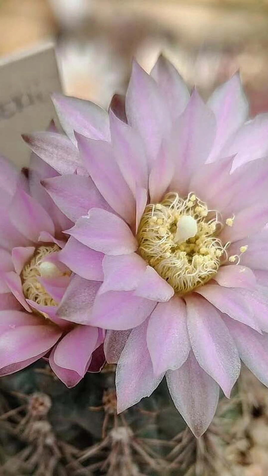 Gymnocalycium kulhanekii
