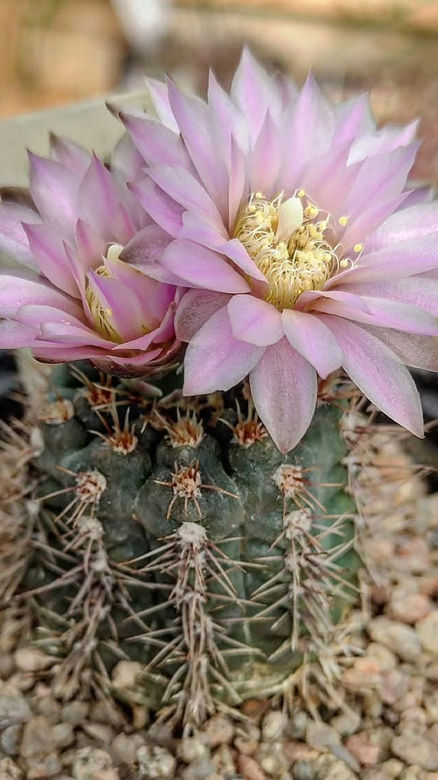Gymnocalycium kulhanekii
