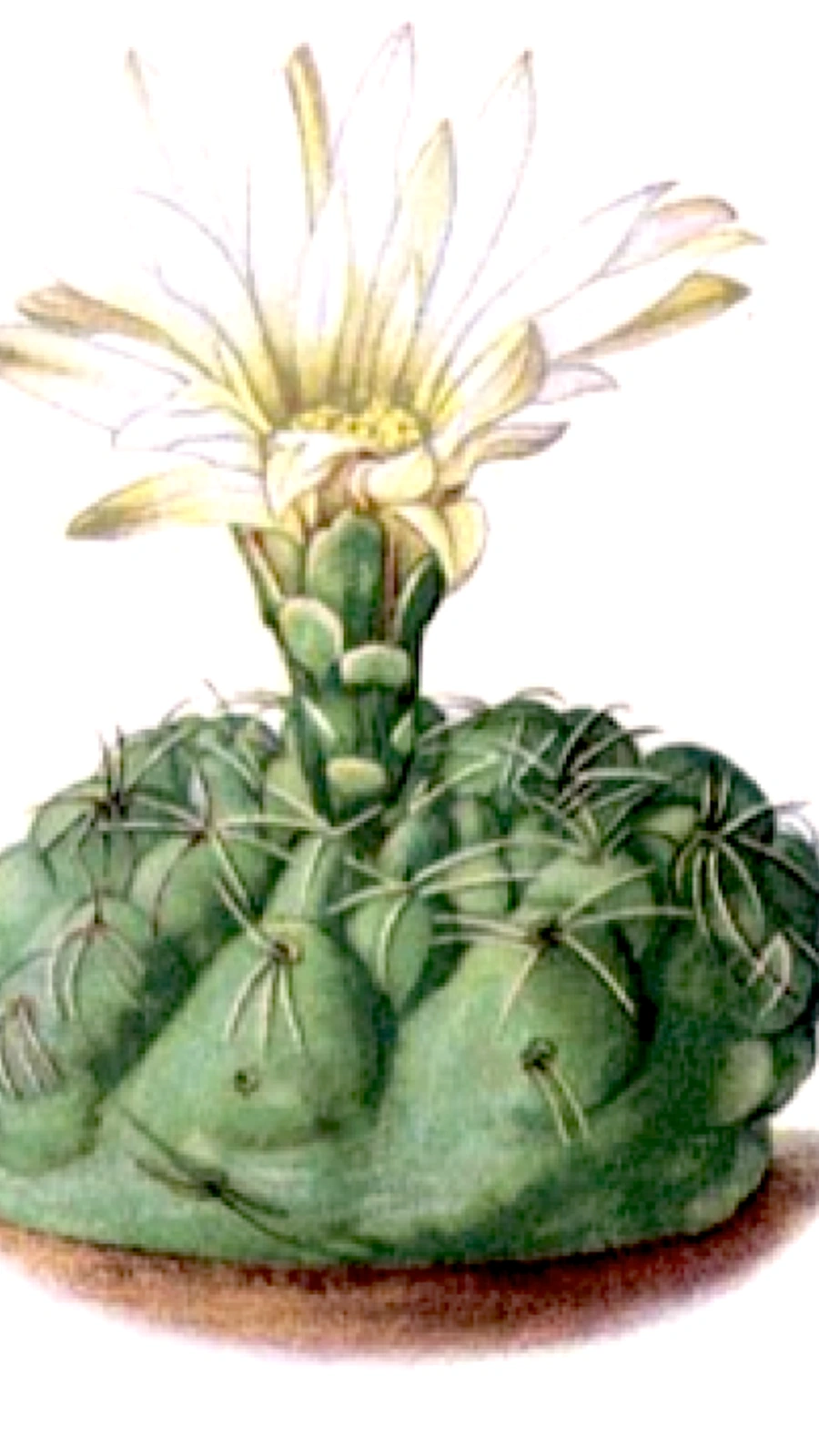 Gymnocalycium leptanthum